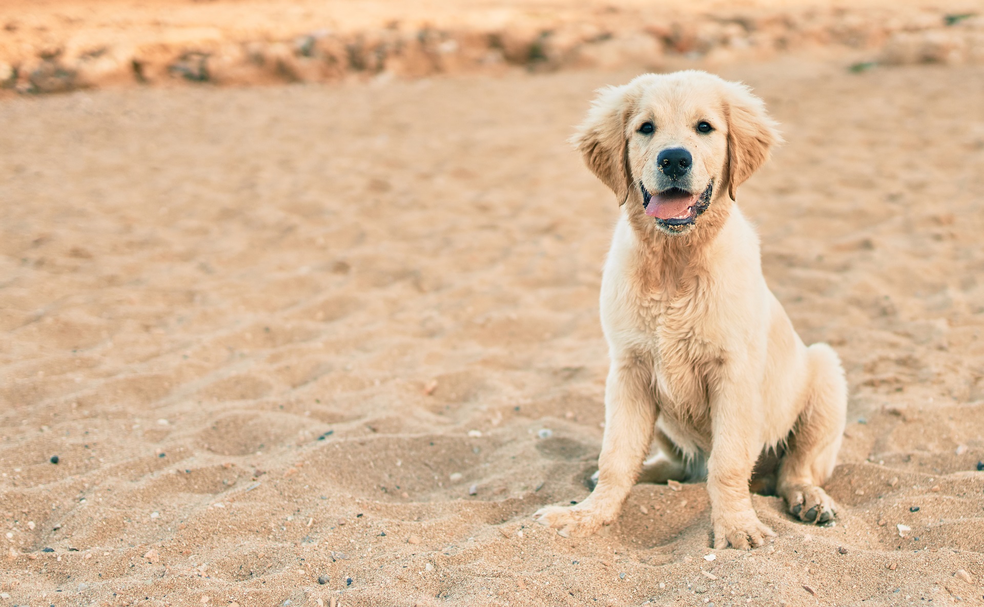 Ein kleiner Golden Retriever Welpe sitzt im Sommer am Strand und schaut direkt in die Kamera.