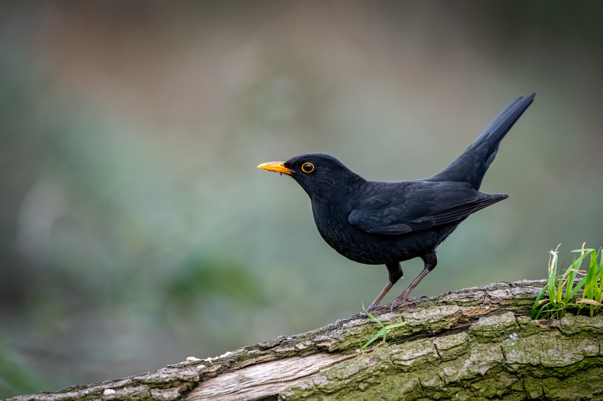 Amsel