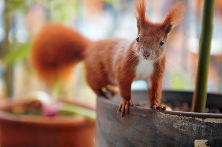 Beautiful shot of small red squirrel standing on flower pot edge