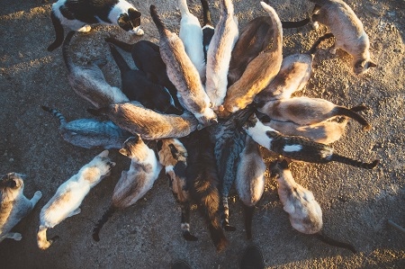 Group of cats eating in the street
