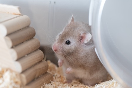 【ペット】グレーのゴールデンハムスター【小