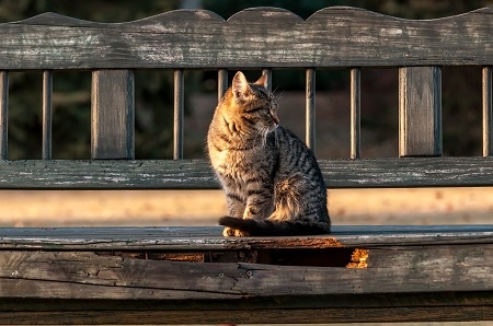 A housecat sitting on a bench in a backyard