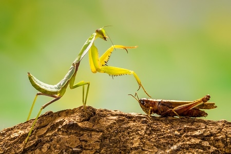 green praying mantis in branch