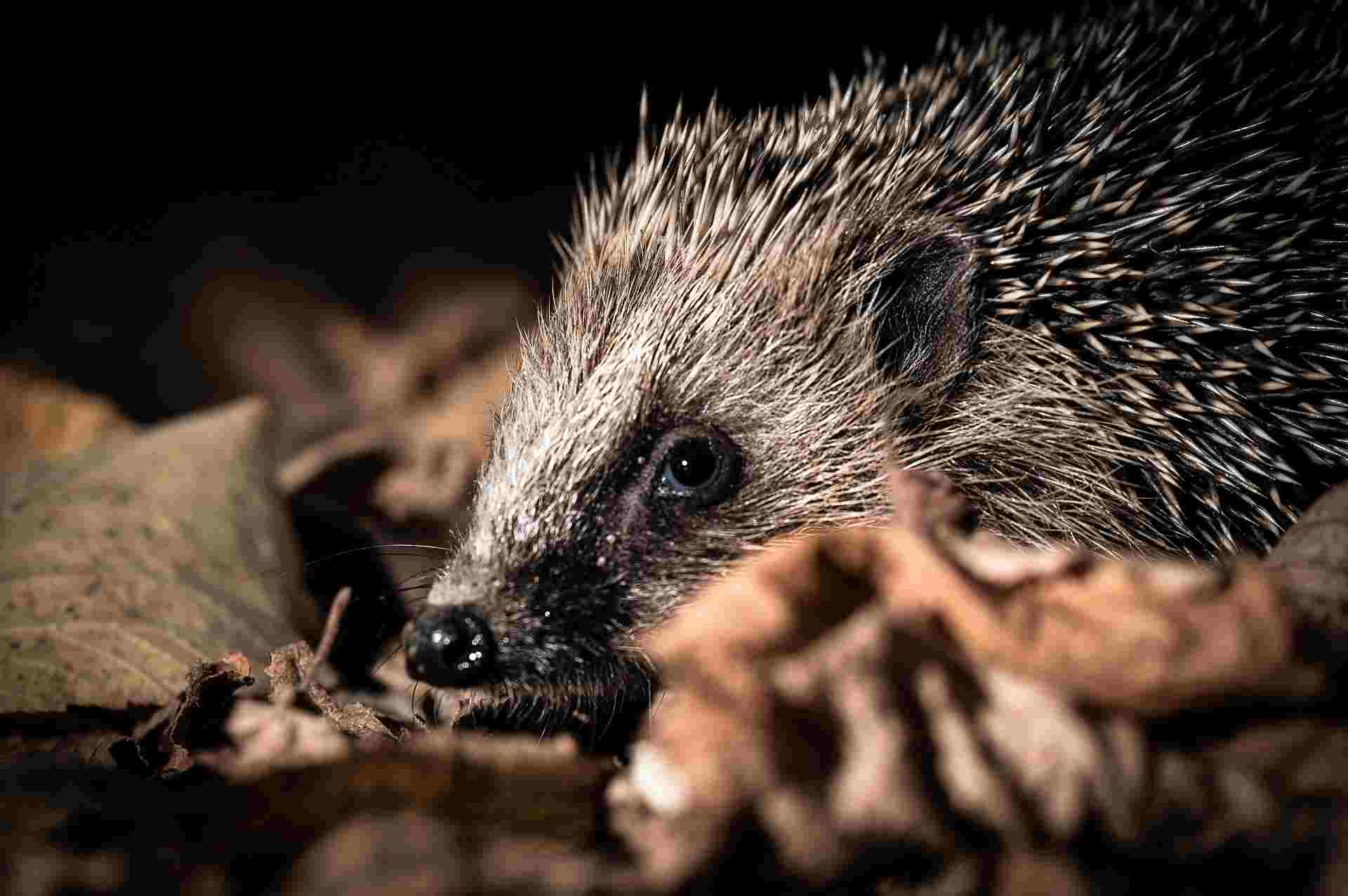 Kleiner Igel im Herbstlaub