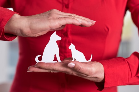 Concept of pet insurance