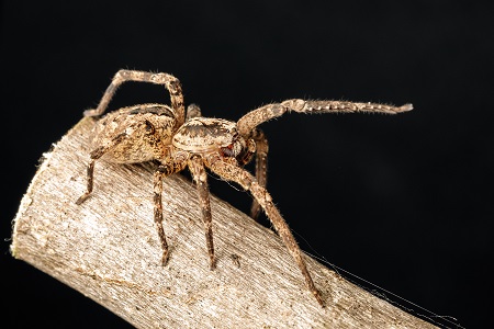 Zoropsis spinimana on a branch. Spider species belonging to the 