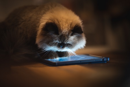 Katze, die auf ein erleuchtetes Smartphone schaut.