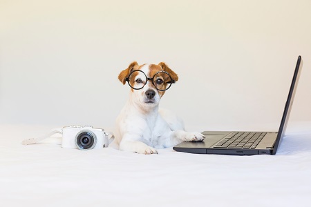 cute young small dog sitting on bed and working on laptop. Weari