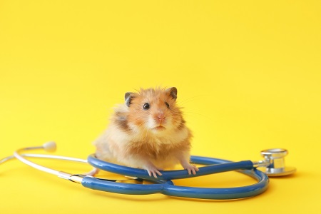 Funny hamster with stethoscope on color background. Veterinary c