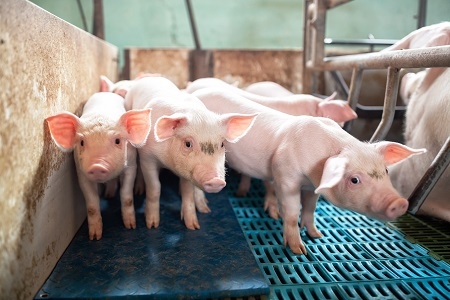 Ecological pigs and piglets at the domestic farm
