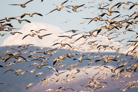 Flock of Snow Geese Landing Backdropped by Mount Baker in Evenin