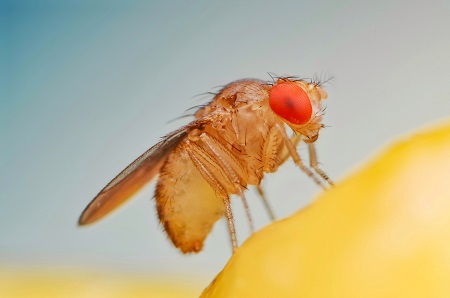 Fruit fly or vinegar fly (Drosophila melanogaster) on banana fru