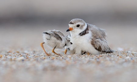 Piping Plover chicks with Female