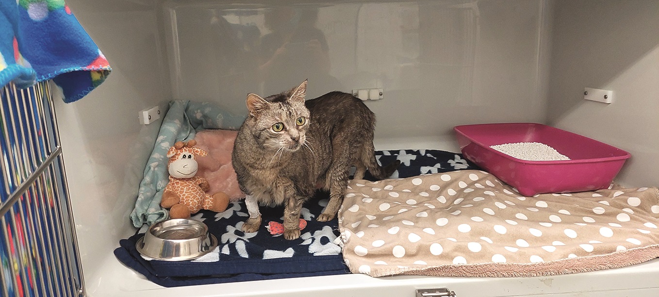 Eine braun getigerte Katze ist in einer gemütlich eingerichteten Stationsbox untergebracht.