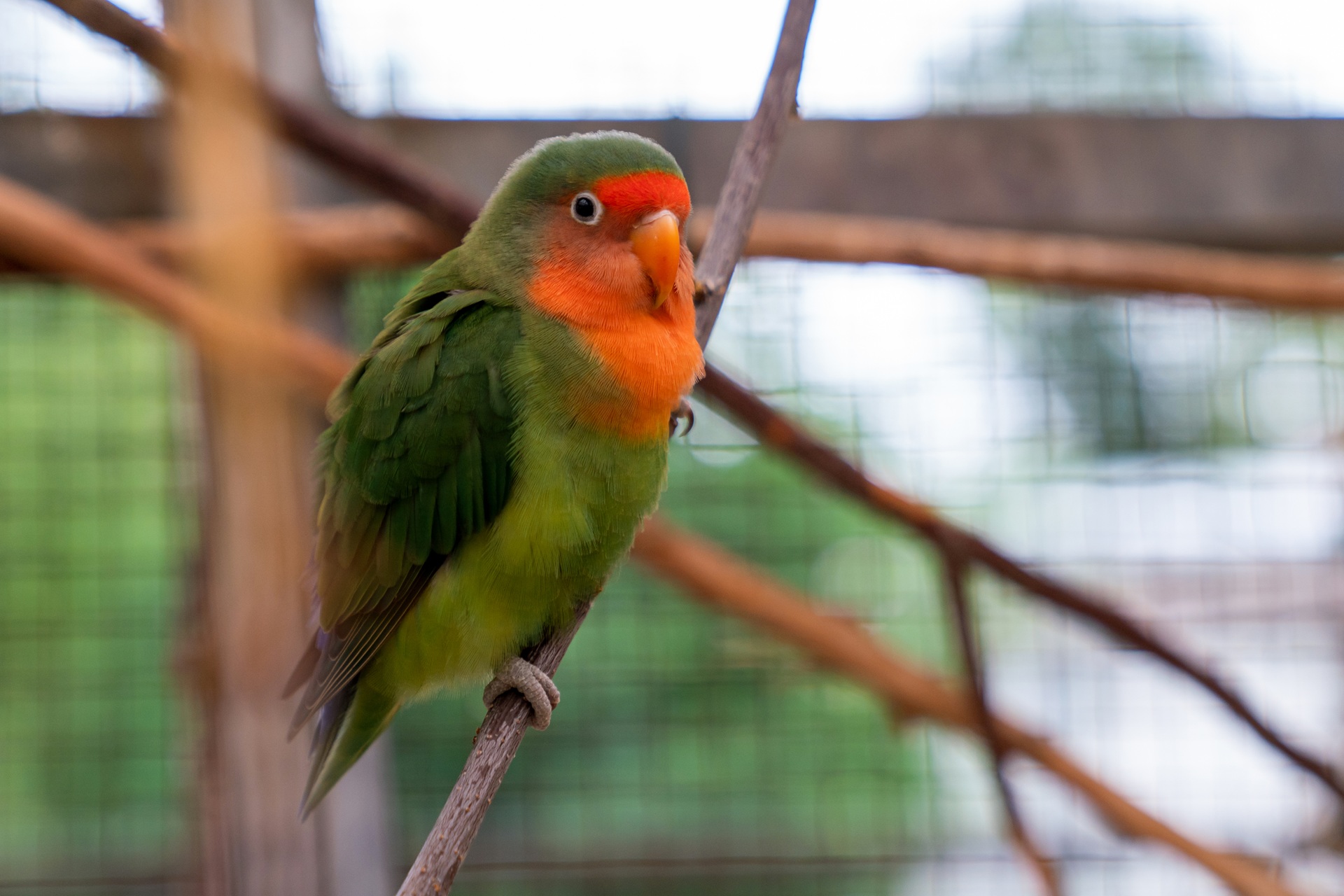 Ein Papagei sitzt auf einem Ast in einer Voliere. Der Vogel hat grünes Gefieder und rotes Gefieder am Hals und Kopf. In der Voliere sind mehrere Äste quer durch die Luft.