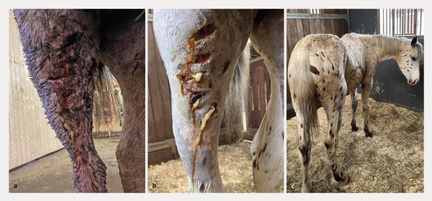 Verletzungen durch einen Wolf