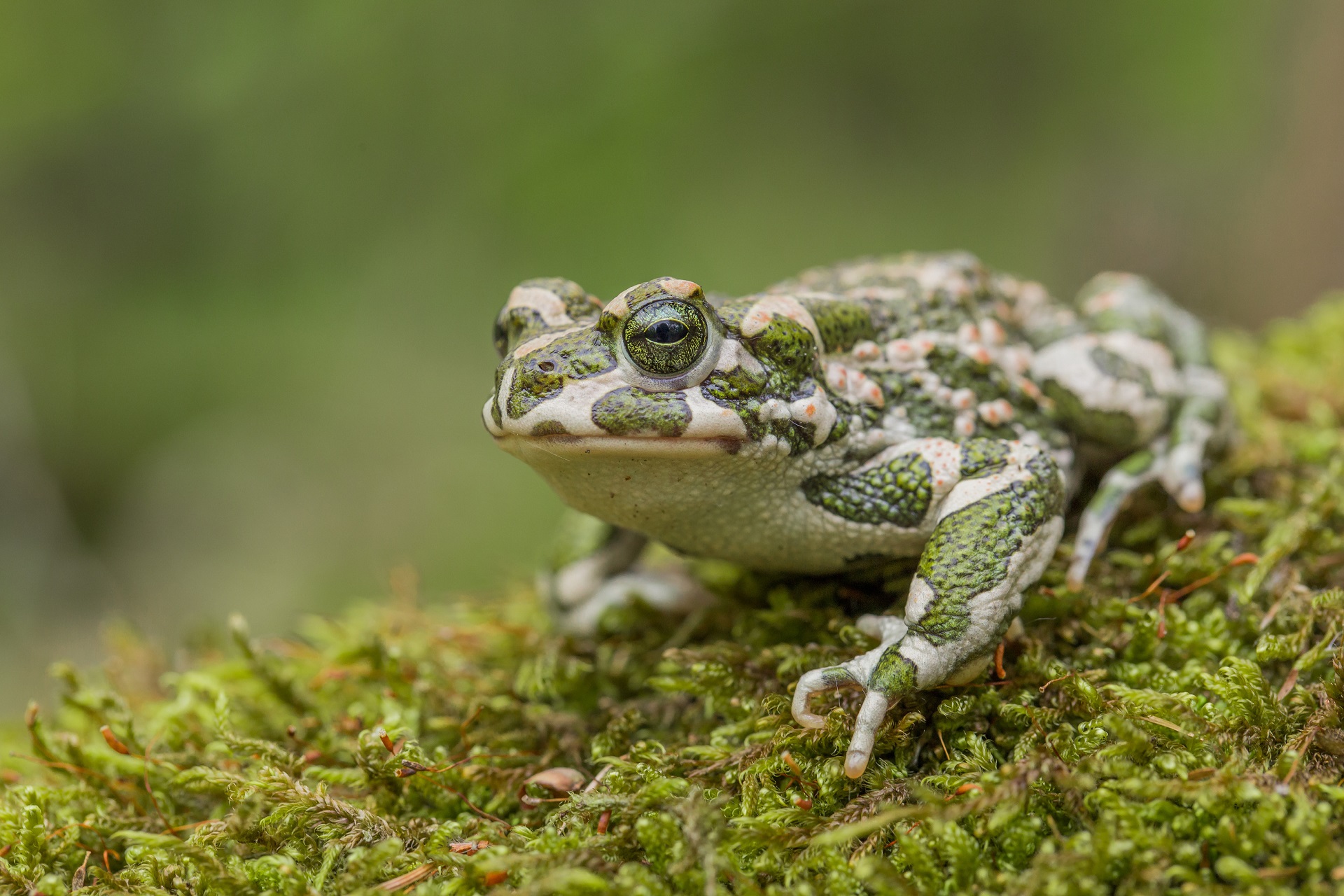 Eine Wechselkröte mit ihrem typischen Muster sitzt auf moosigem Untergrund im Wald.