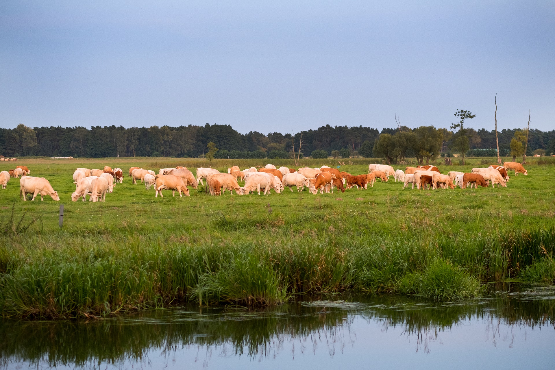 Ein große Herde Kühe steht auf einer Weide. Im Vordergrund läuft ein Fluss entlang der Weide und im Hintergrund ist ein Wald zu sehen. Die Kühe haben helles Fell und grasen.
