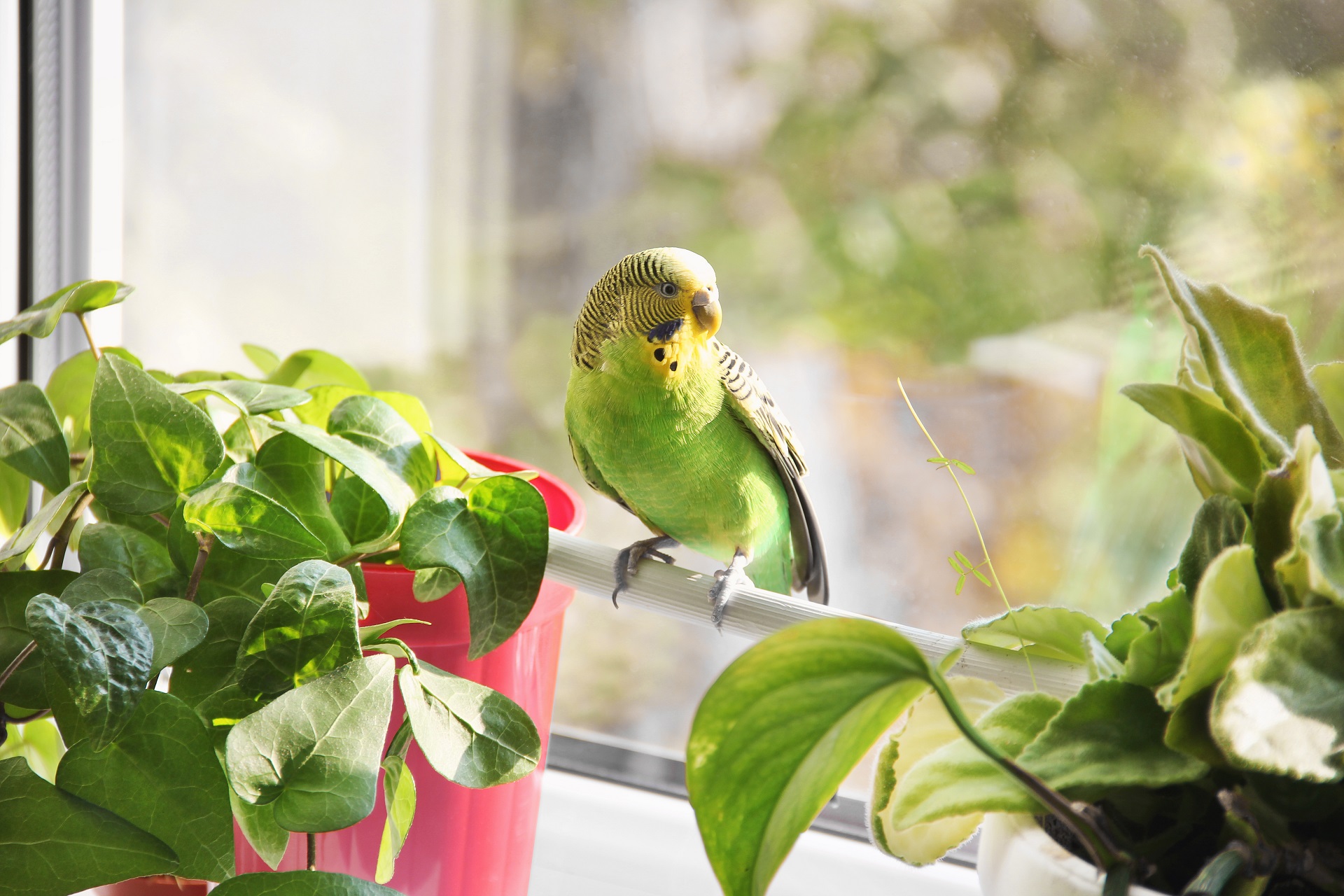 Ein Wellensittich sitzt auf einer Stange vor einem Fenster.