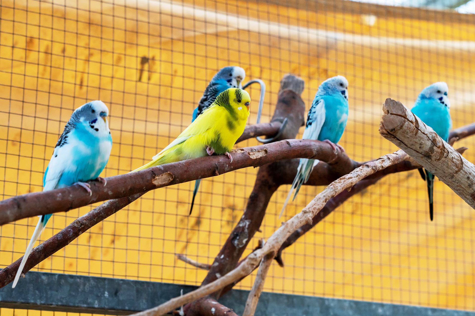 Wellensittich in Voliere