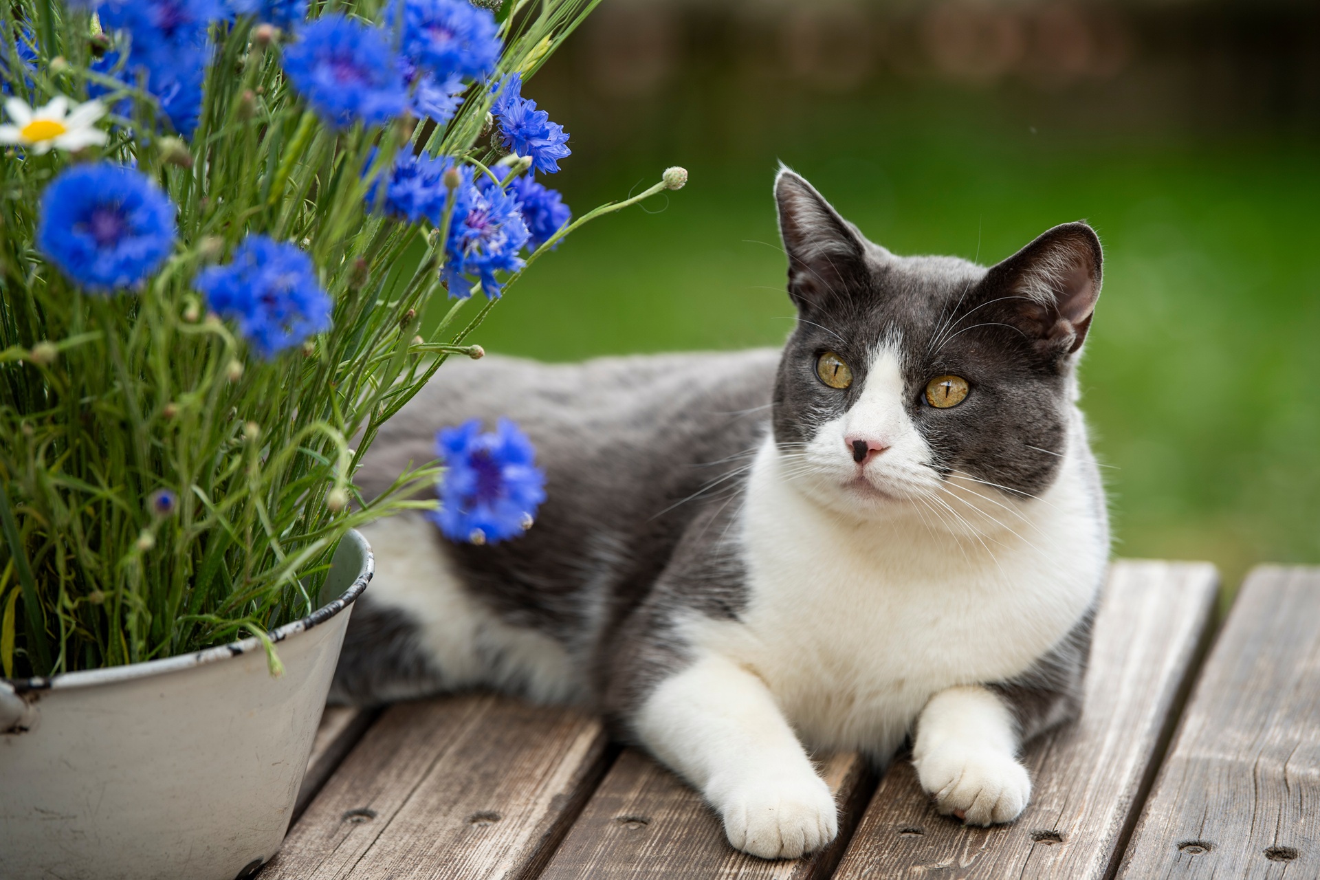 Eine Katze liegt auf einem Holztisch. Sie hat grau-weißes Fell und schaut leicht schräg nach vorne. Neben der Katze steht ein Blumentopf mit eingepflanzten Blumen. Die Blumen haben bläulich Blüten.