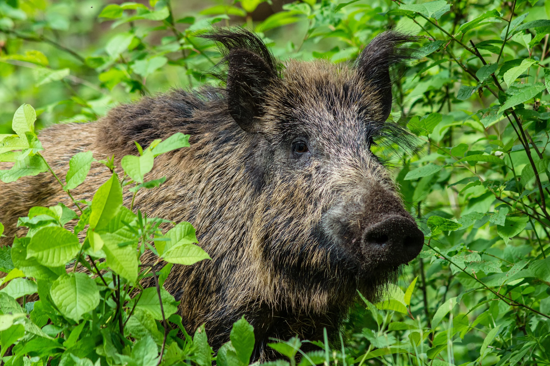 Ein Wildschwein steht in einem Wald. Es schaut durch Blätter hindurch. Das Fell ist borstig und es handelt sich um einen Eber.
