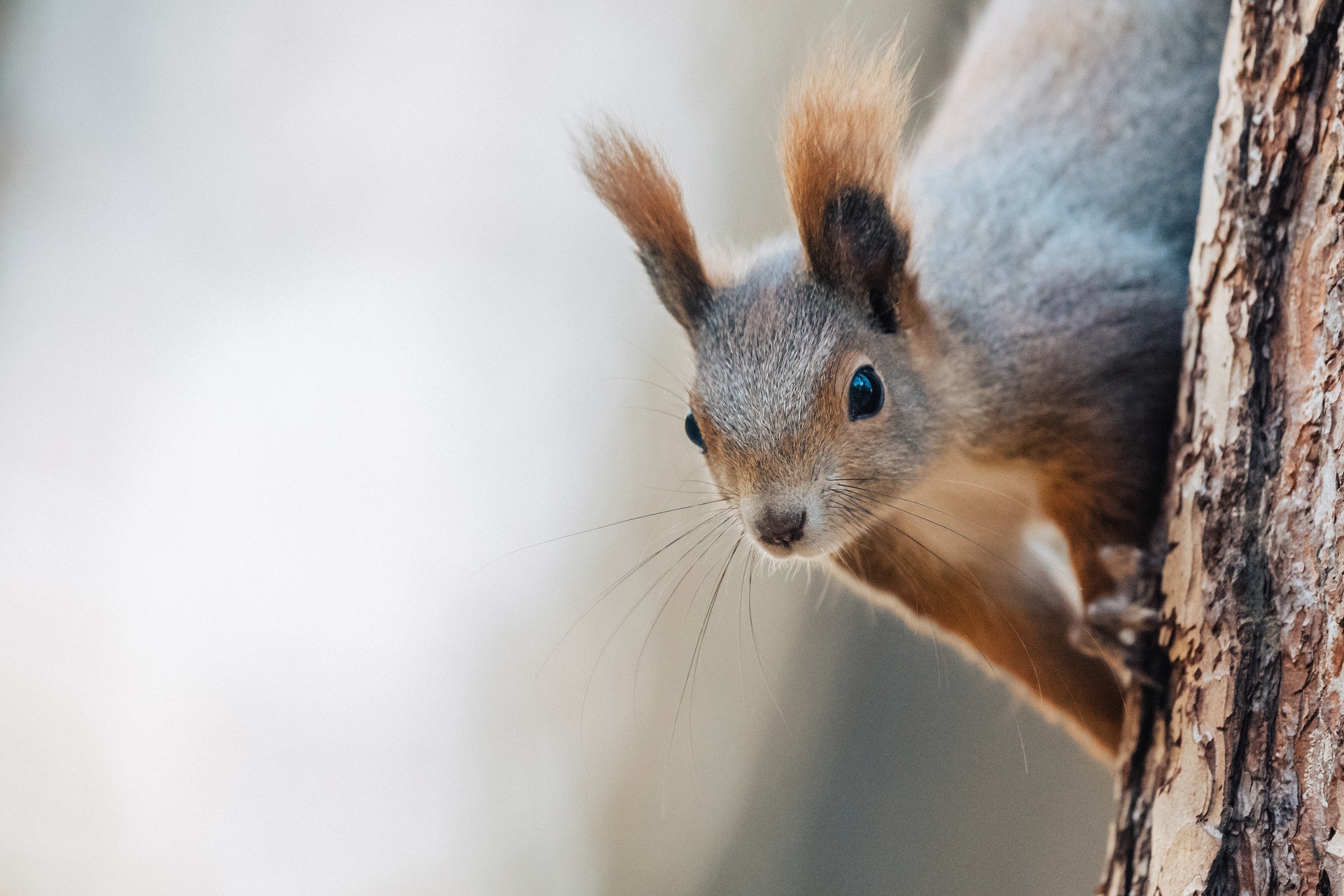 Ein Eichhörnchen klettert an einem Baumstamm.