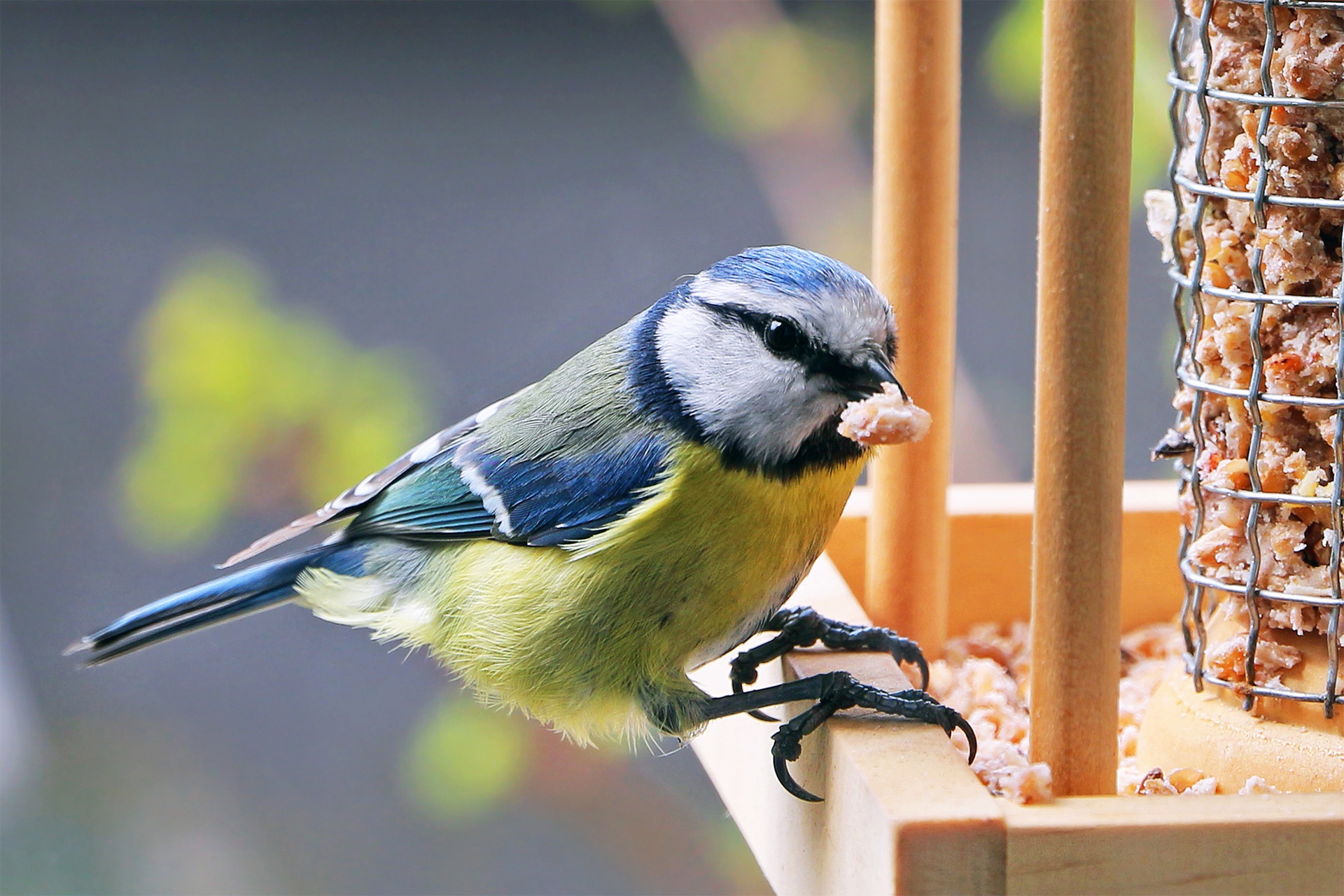 Eine Kohlmeise sitzt auf dem Rand von einem Futterhäuschen. Der kleine Vogel hat blau-grünes Gefieder. Das Futterhäuschen ist aus Holz und befüllt mit Vogelfutter.