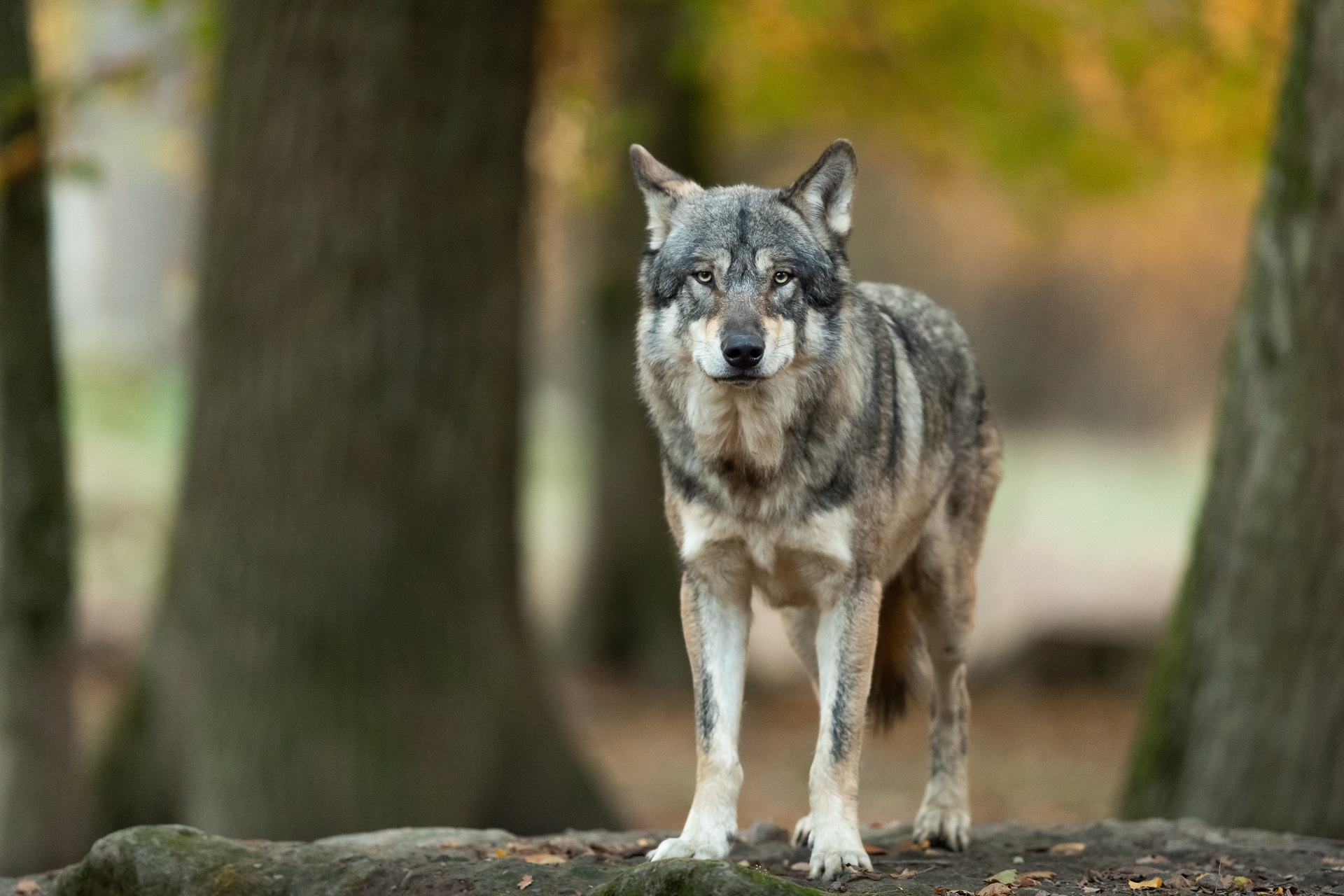 Wolf im Wald