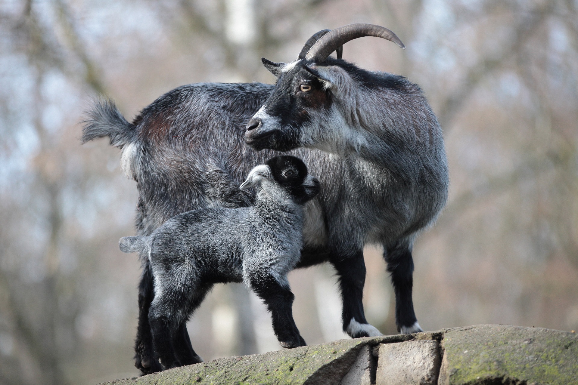 Eine Ziege steht zusammen mit einem Ziegenlamm auf einer Erhöhung aus Steinen. Die große Ziege dreht sich um und schaut in die Ferne. Beide haben grau-schwarzes Fell.