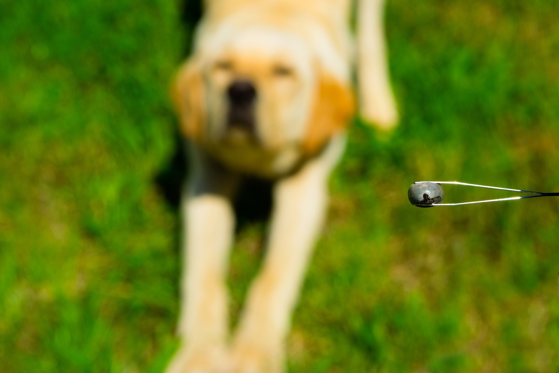 Labrador im Hintergrund, im Vordergrund ist eine Pinzette abgebildet, die eine Zecke greift.