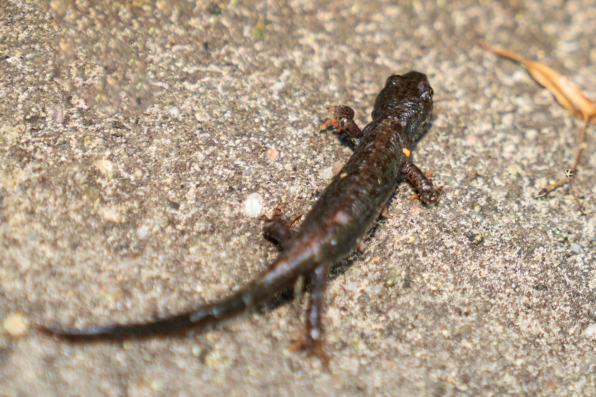 Salamander auf steinigem Untergrund.