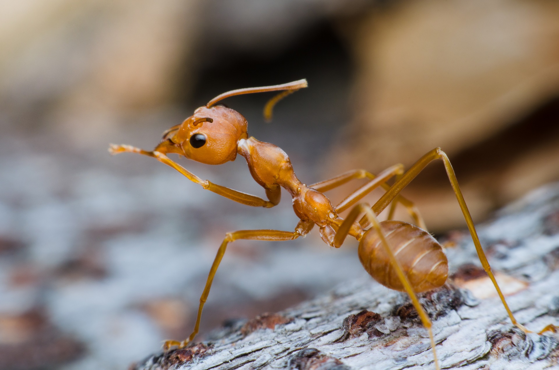 Nahaufnahme einer Ameise auf einem Baumstamm.