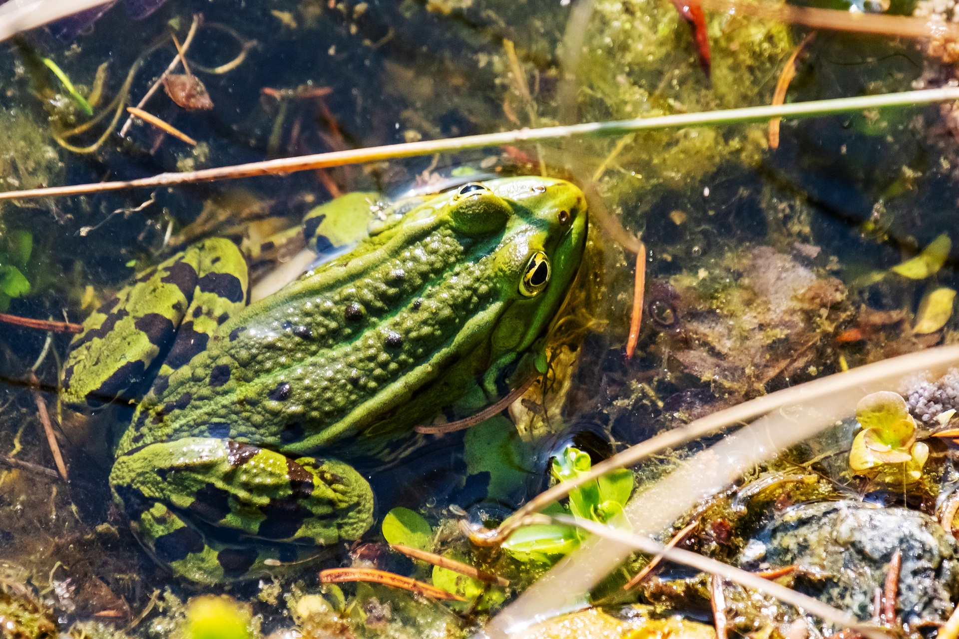 Frosch aus Vogelperspektive im Wasser.